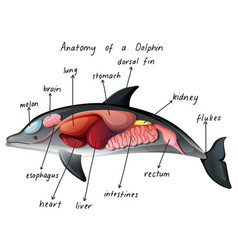 Anatomy A Dolphin