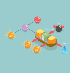 3d Isometric Flat Conceptual