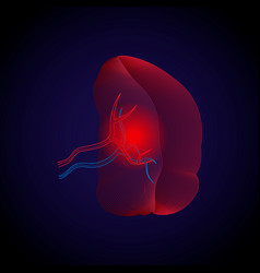 Medical Of The Lines X-ray Effect Of Spleen