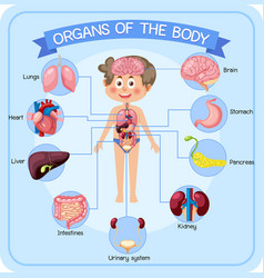 Internal Organs Of The Body For Kids