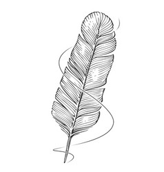 Feather Quill Pen And Ink Line Clipart Sketch