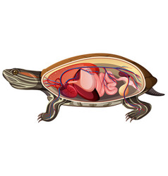 Internal Anatomy A Turtle Isolated On White