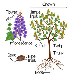 Parts Paulownia Plant