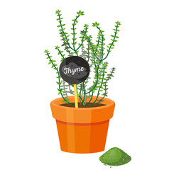 Thyme Plant And Powder Spice