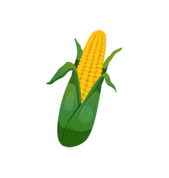 Corn Cob Food Composition