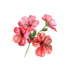 Geranium Flower Clipart