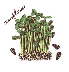 Hand Drawn Sunflower Microgreens Healthy Food