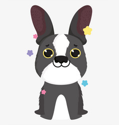 Cute Dog Breed French Bulldog Domestic Cartoon