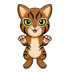 Cute Pixie Bob Cat Cartoon