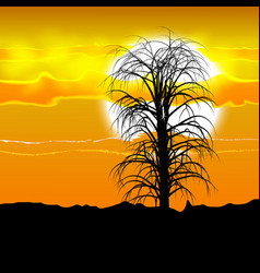 Several Tree Silhouette Under The African Sun