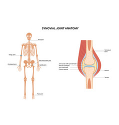 Synovial Joint Poster