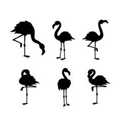 Set Of Flamingo Standing Black Silhouettes