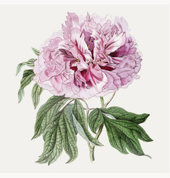 Pink Tree Peony