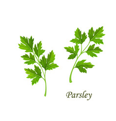 Parsley Greenery Isolated Cilantro Or Coriander