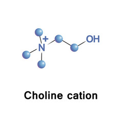 Choline Cation Molecule