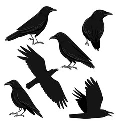 Drawing Black Ravens