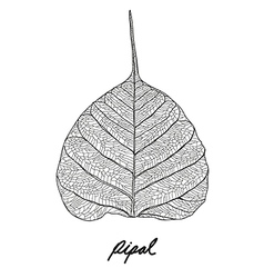 Pipal Leaf