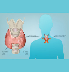 Thyroid System Image