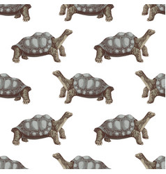 Pinta Island Turtle Seamless Pattern