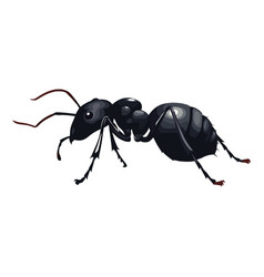 Small Ant Design