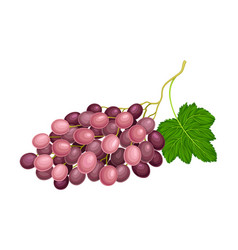 Ellipsoid Lying Berry Cluster Purple Grape