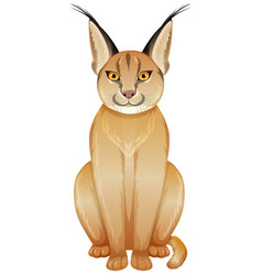 Caracal Cat On White Background