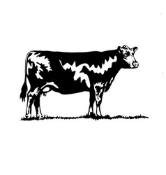 Cow Rural Farm Animal Image