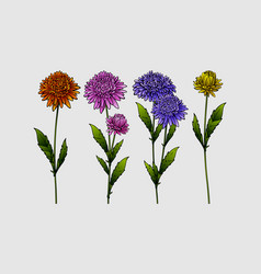 Set Of Aster Flowers Different Colors