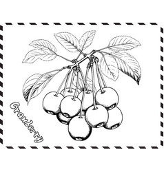 Cranberry Coloring Pages For Kids