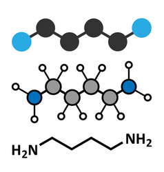 Putrescine Foul Smelling Molecule