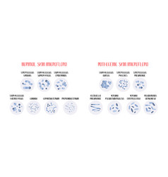 Normal Pathogenic Skin Microflora Bacteria