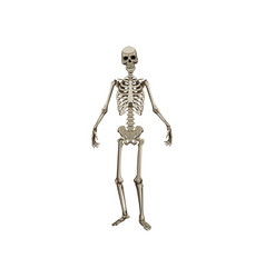 Realistic Human Skeleton Full Body Cartoon