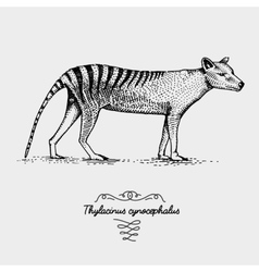 Tasmanian Wolf Thylacinus Engraved