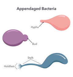 Appendaged Bacteria