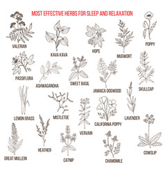 Best Herbal Remedies For Sleep And Relaxation