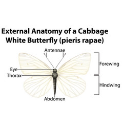 External Anatomy A Cabbage White Butterfly