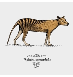 Tasmanian Wolf Thylacinus Engraved