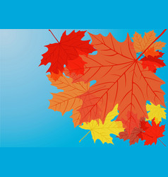 Autumn Maple Leaves