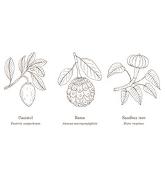 Collection Of Edible And Medicinal Plants