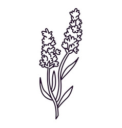 Lavender Flowers In A Stem Stroke