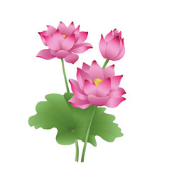 Pink lotus flowers Royalty Free Vector Image - VectorStock