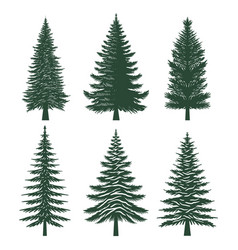 Pine Tree Silhouette Set Collection