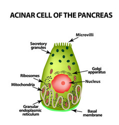 Acinar Cell Of The Pancreas Acinus Infographics