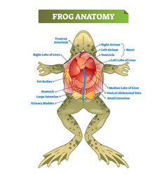 Frog Anatomy Labeled Scheme