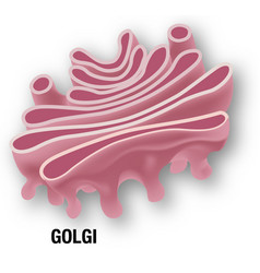 Golgi