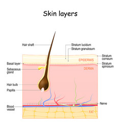 Skin Layers Epidermis Dermis Hypodermis