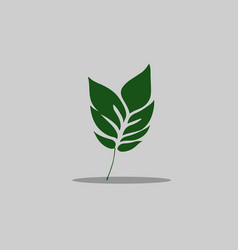 Leaf Png