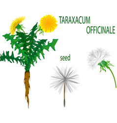 Taraxacum Officinale