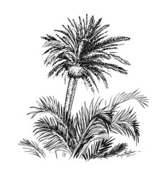 Hand Drawn Sketch Palm Tree