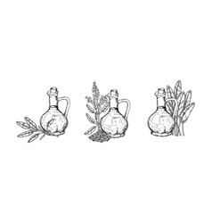 Set Of Hand Drawn Sage Oil Bottles In Sketch Style